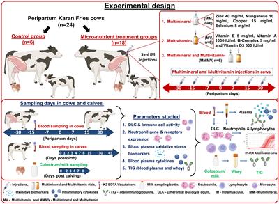 Repeated injection of multivitamins and multiminerals during the transition period enhances immune response by suppressing inflammation and oxidative stress in cows and their calves